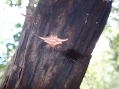 Gasteracantha versicolor