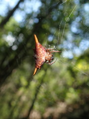 Gasteracantha versicolor