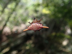 Gasteracantha versicolor