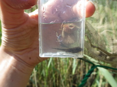Bufo bufo