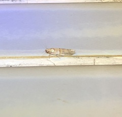 Hypargyria metalliferella