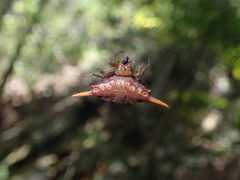Gasteracantha versicolor