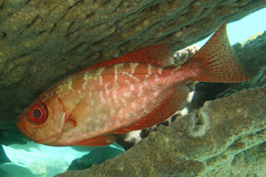 Heteropriacanthus carolinus
