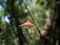 Gasteracantha versicolor