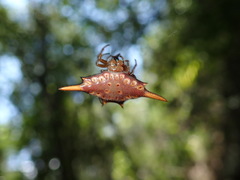 Gasteracantha versicolor