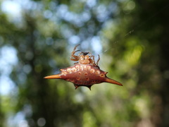 Gasteracantha versicolor