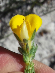 Aspalathus linguiloba