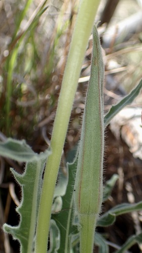 Image of Oenothera brachycarpa by (c) Sue Carnahan, some rights reserved (CC BY)