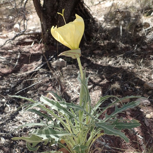 Image of Oenothera brachycarpa by (c) Sue Carnahan, some rights reserved (CC BY)