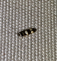 Stathmopoda paradiplaspis