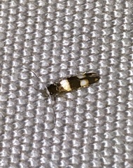 Stathmopoda paradiplaspis