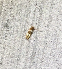 Stathmopoda paradiplaspis