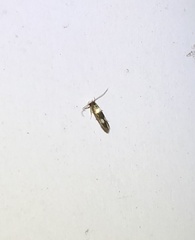 Stathmopoda paradiplaspis