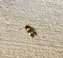 Stathmopoda paradiplaspis