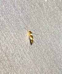 Stathmopoda paradiplaspis