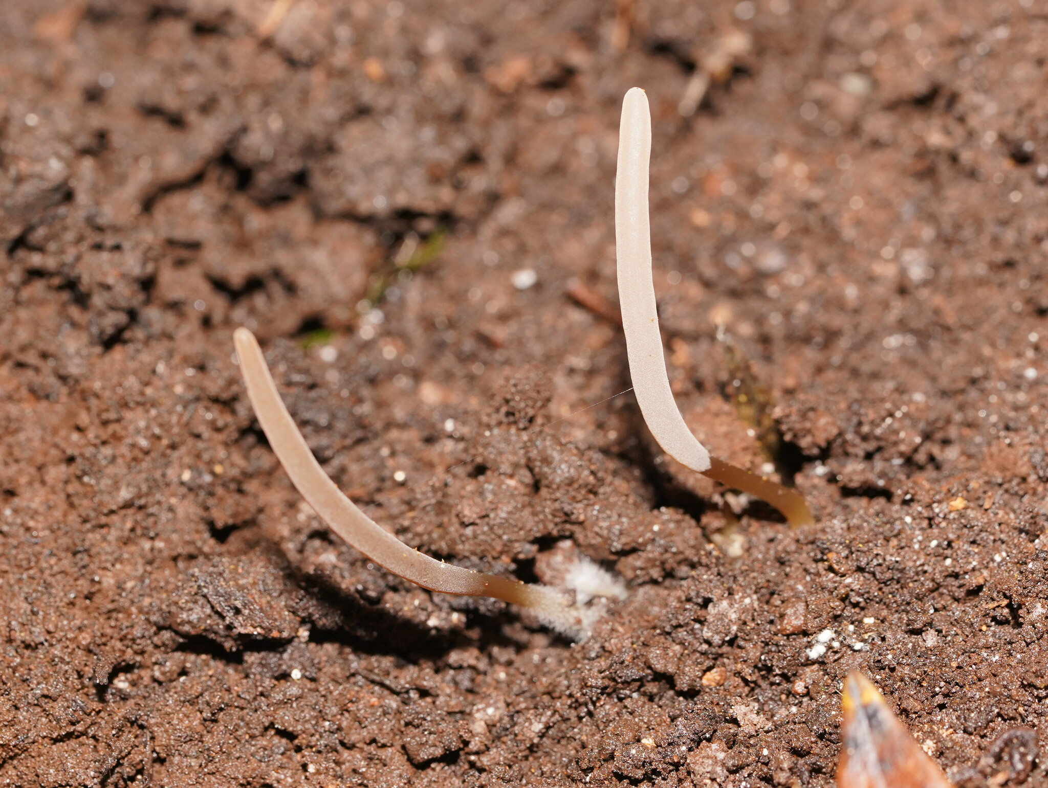 Clavaria tenuipes FrühjahrsKeule