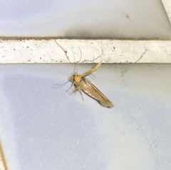 Stathmopoda similignominiosa