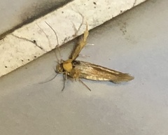 Stathmopoda similignominiosa