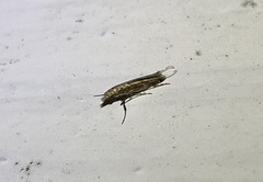 Stomphastis polygoni