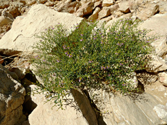 Zygophyllum indicum