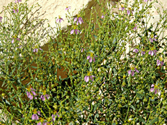 Zygophyllum indicum