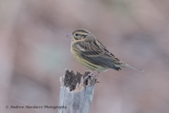 Emberiza aureola