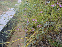 Zygophyllum indicum