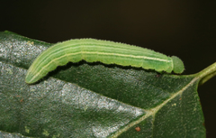 Carterocephalus