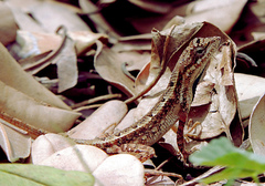 Sitana ponticeriana