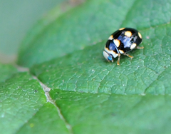 Brachiacantha decempustulata