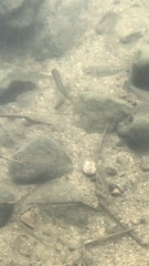 Opsariichthys evolans