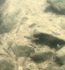 Opsariichthys evolans