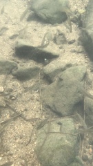 Opsariichthys evolans