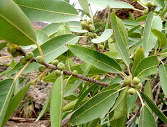 Ficus salicifolia