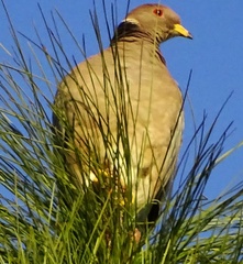 Patagioenas fasciata