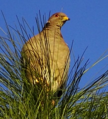 Patagioenas fasciata