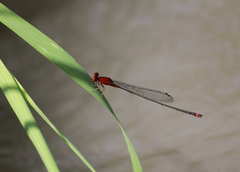 Pseudagrion pilidorsum declaratum