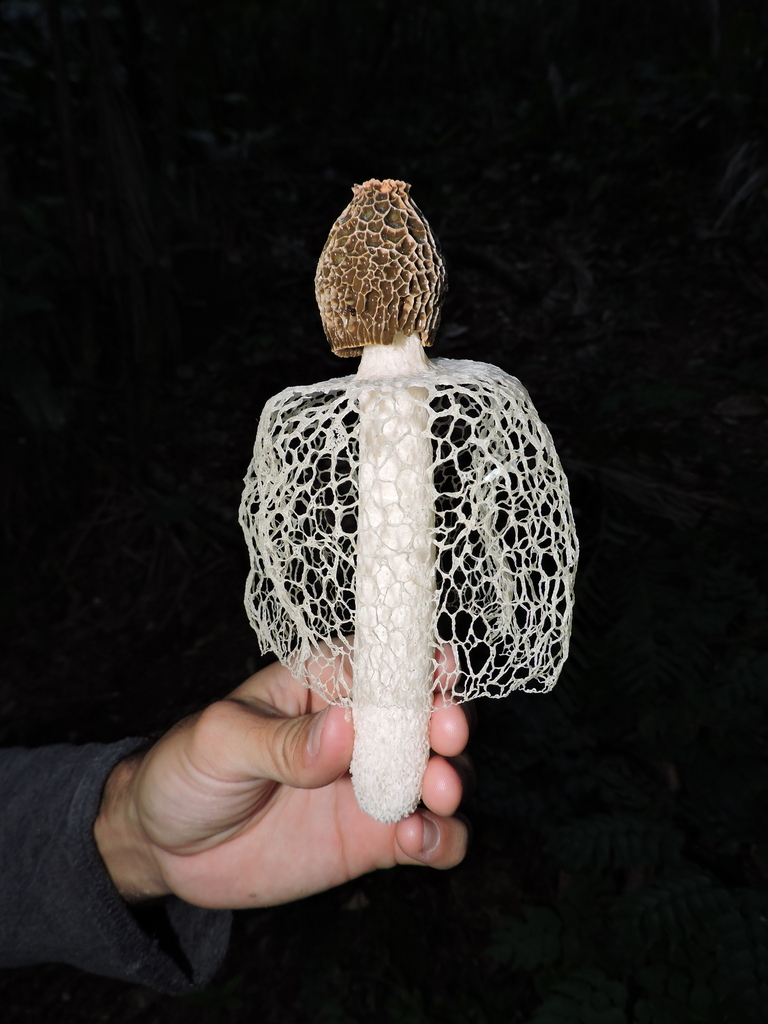 Phallus indusiatus · May 2023 · photo: © bariza (iNaturalist, cc-by)