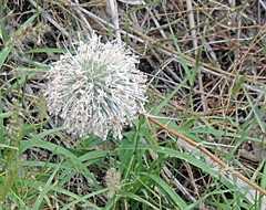 Echinops erinaceus