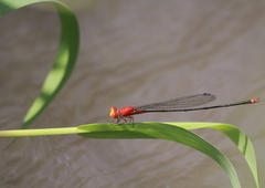 Pseudagrion pilidorsum declaratum