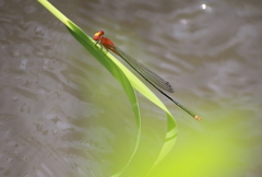 Pseudagrion pilidorsum declaratum