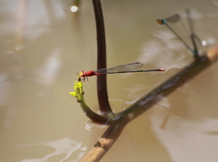 Pseudagrion pilidorsum declaratum