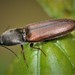 Click Beetles - Photo (c) Denis Doucet, some rights reserved (CC BY-NC), uploaded by Denis Doucet