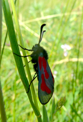 Zygaena purpuralis