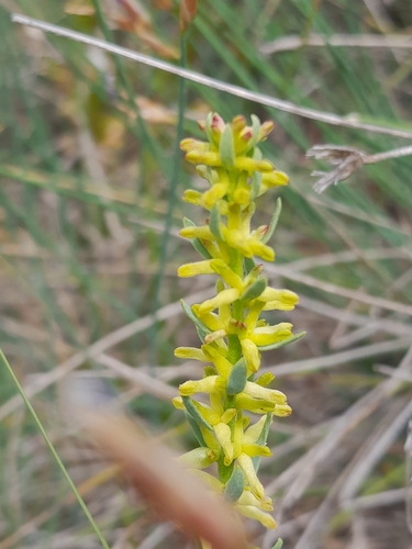 Image of Thymelaea pubescens by (c) Bastien Alegot, some rights reserved (CC BY)