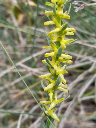 Image of Thymelaea pubescens by (c) Bastien Alegot, some rights reserved (CC BY)