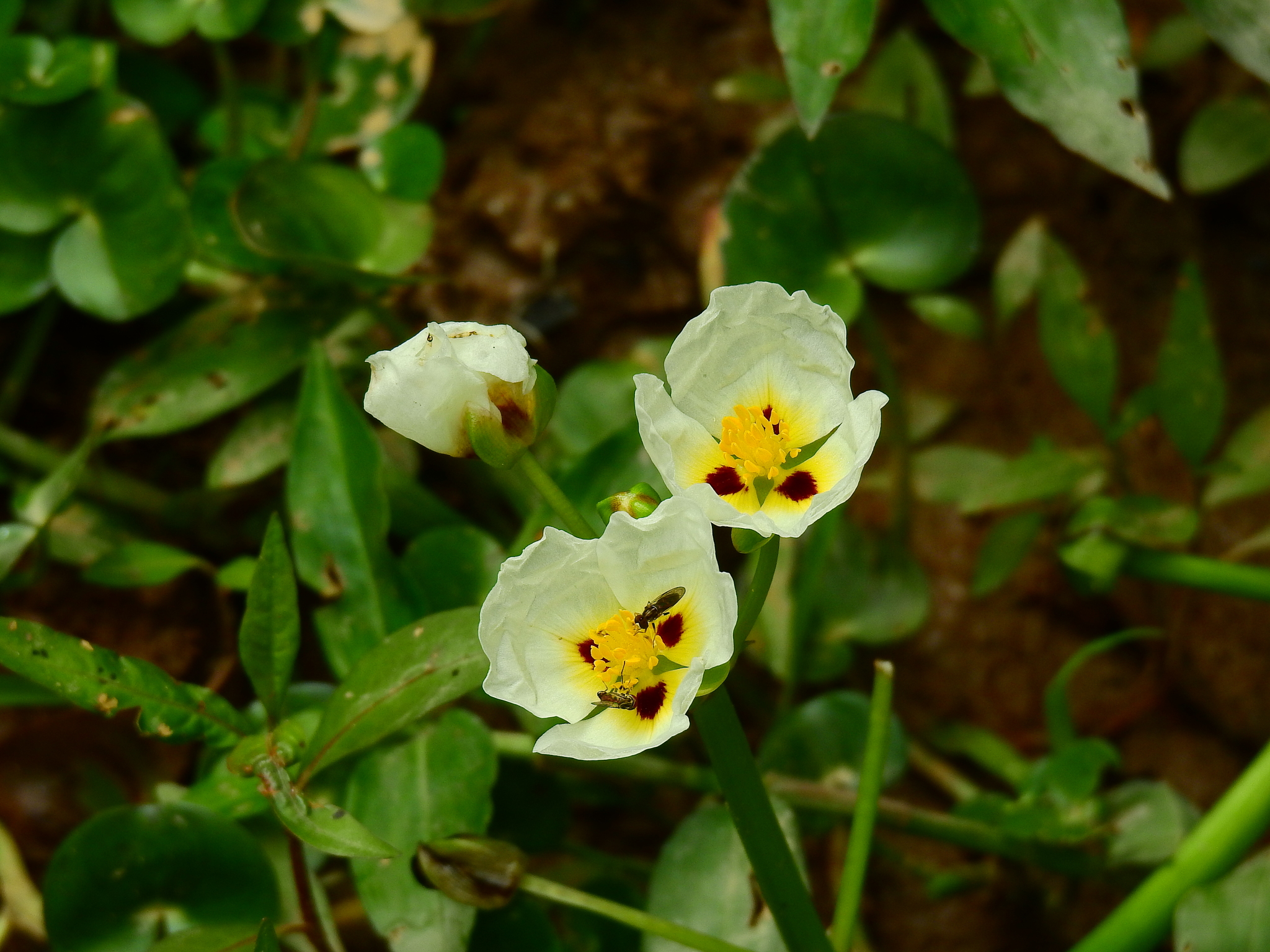 Sagittaria montevidensis
