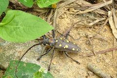 Batocera rubus