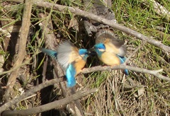 Alcedo semitorquata