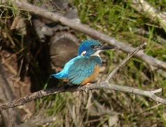 Alcedo semitorquata